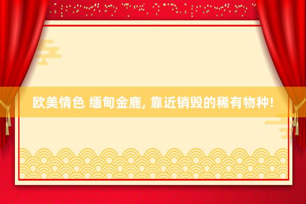欧美情色 缅甸金鹿， 靠近销毁的稀有物种!